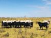 filhos de touros brangus a campo vaca nelore