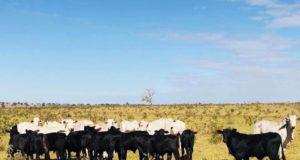 filhos de touros brangus a campo vaca nelore