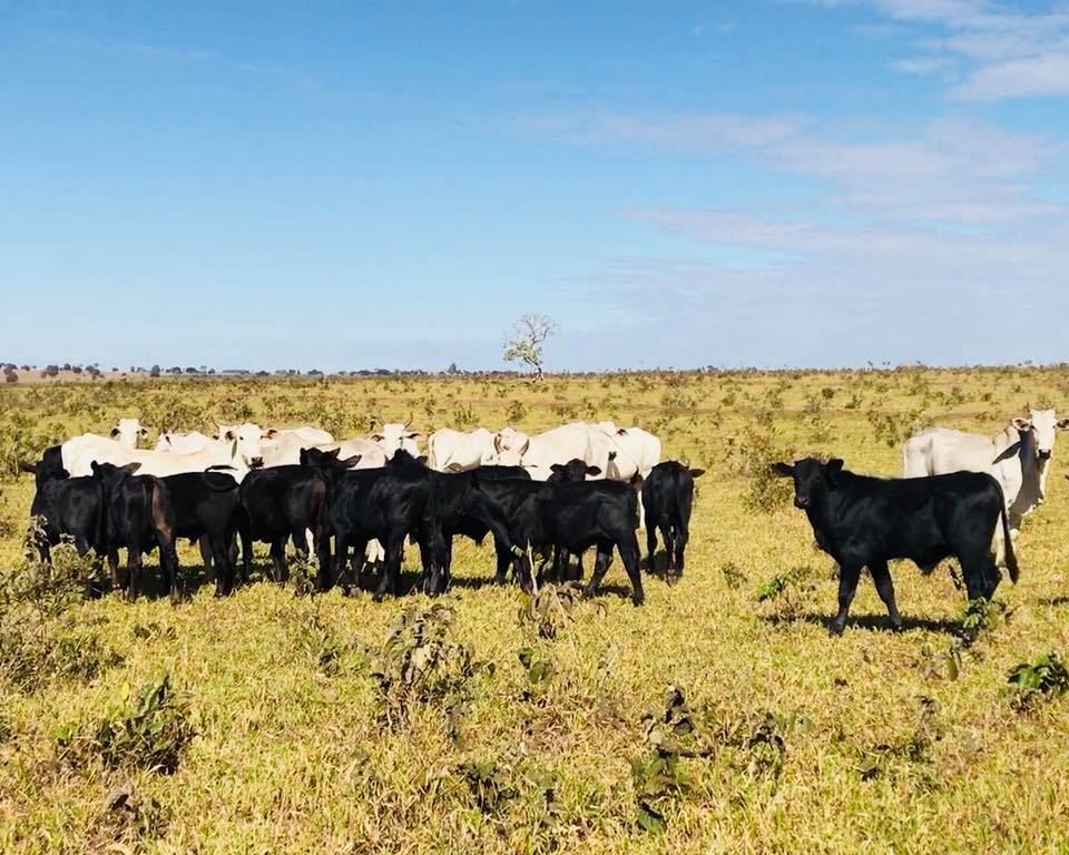 filhos de touros brangus a campo vaca nelore