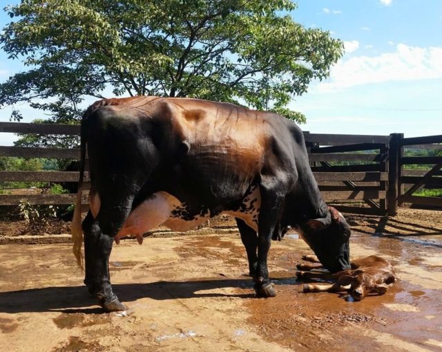 girolando REAL 2 vaca girolando REAL