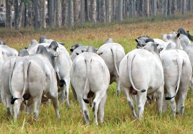 touros agro cfm touros agro cfm