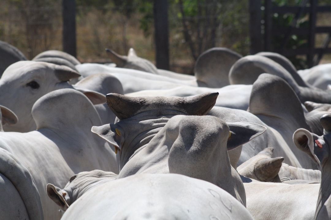 touros da agro jacarezinho 2