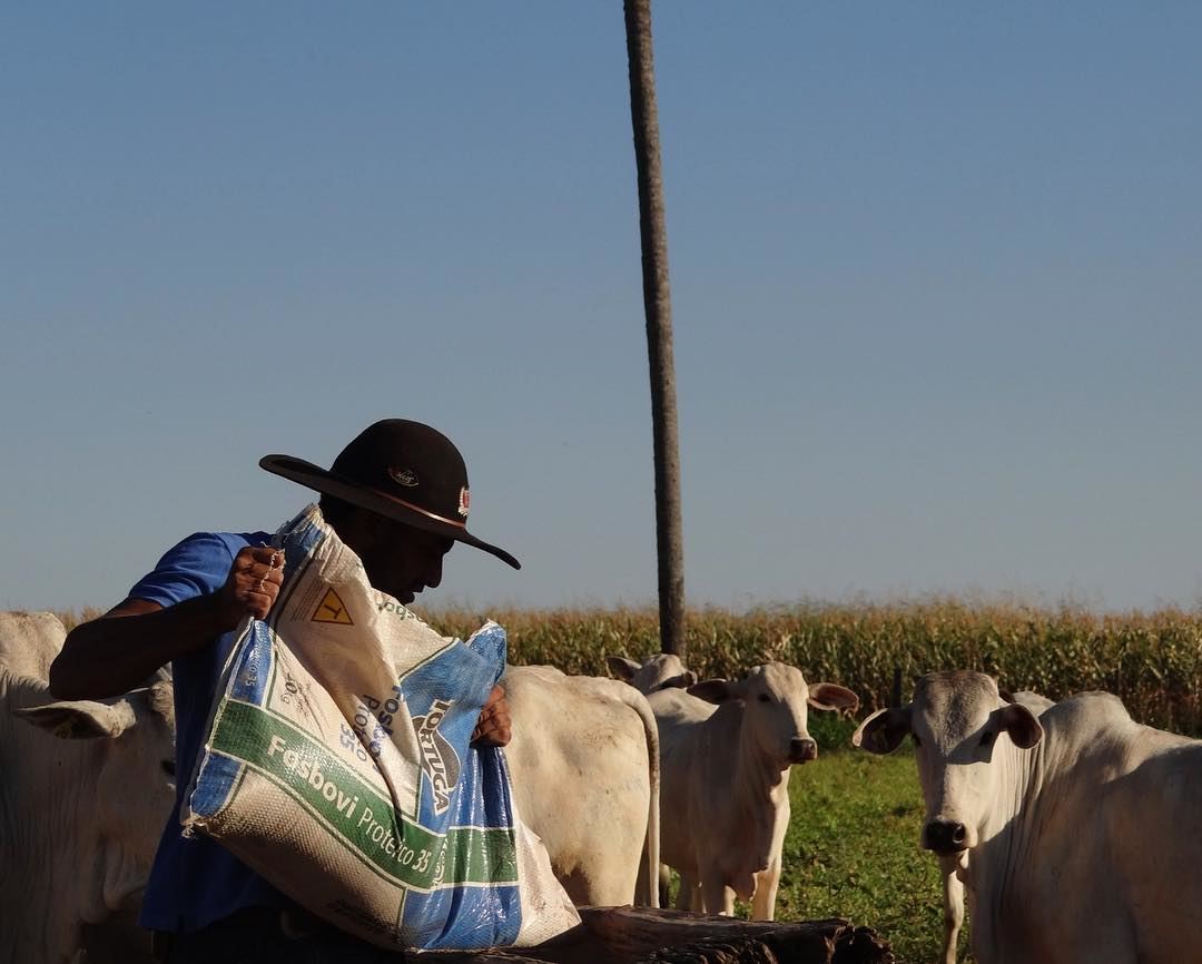 trabalhador rural vaqueiro na fazenda repondo sal mineral nutricao bovina