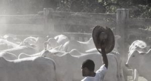 trabalhador rural vaqueiro no curral tocando o gado