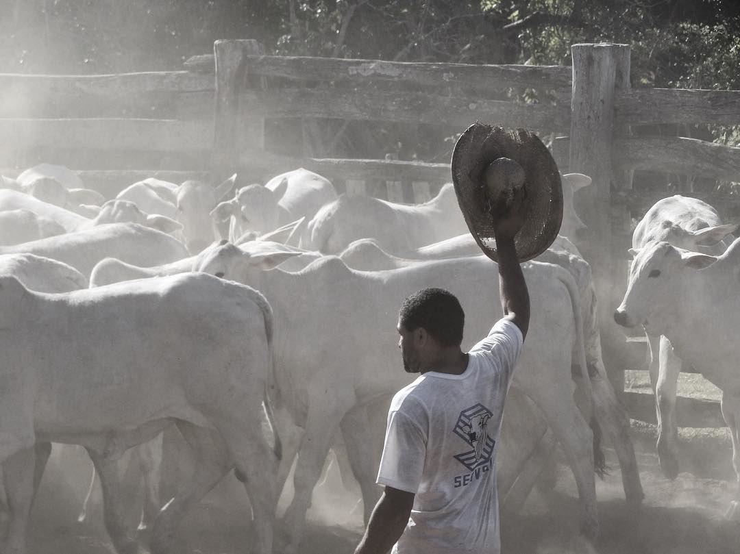 trabalhador rural vaqueiro no curral tocando o gado