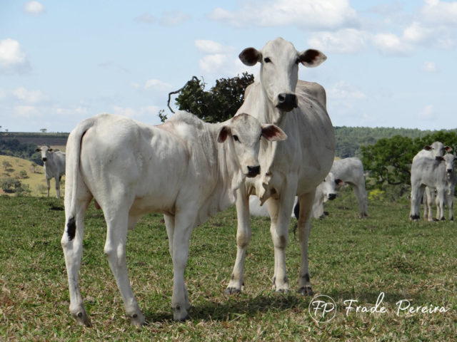 vaca com bezerro logo