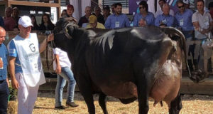 vaca girolando ROMA FIV DOS POÇÕES 2