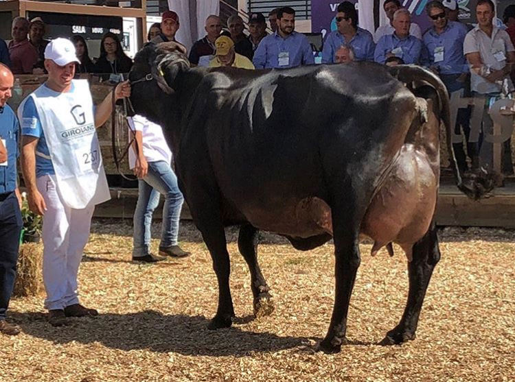 vaca girolando ROMA FIV DOS POÇÕES 2