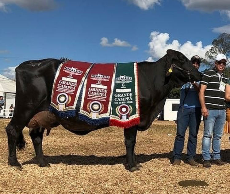 vaca girolando ROMA FIV DOS POÇÕES