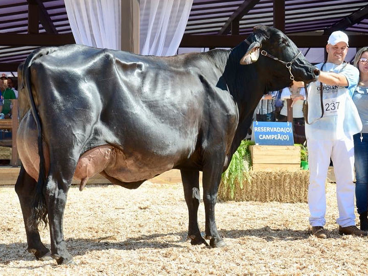 vaca girolando roma