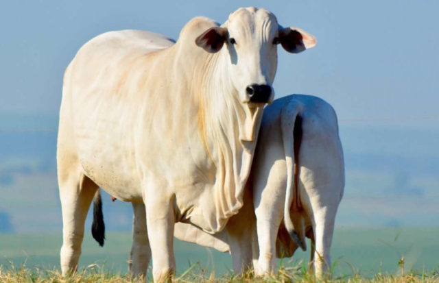 vaca nelore com bezerro mamando vaca nelore com bezerro mamando