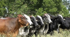 vacas alinhadas Gado-Girolando
