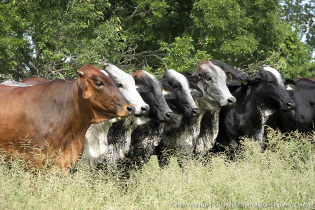 vacas alinhadas Gado-Girolando vacas alinhadas Gado-Girolando