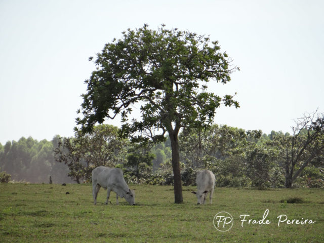 vacas nelore a pasto com arvore vacas nelore a pasto com arvore