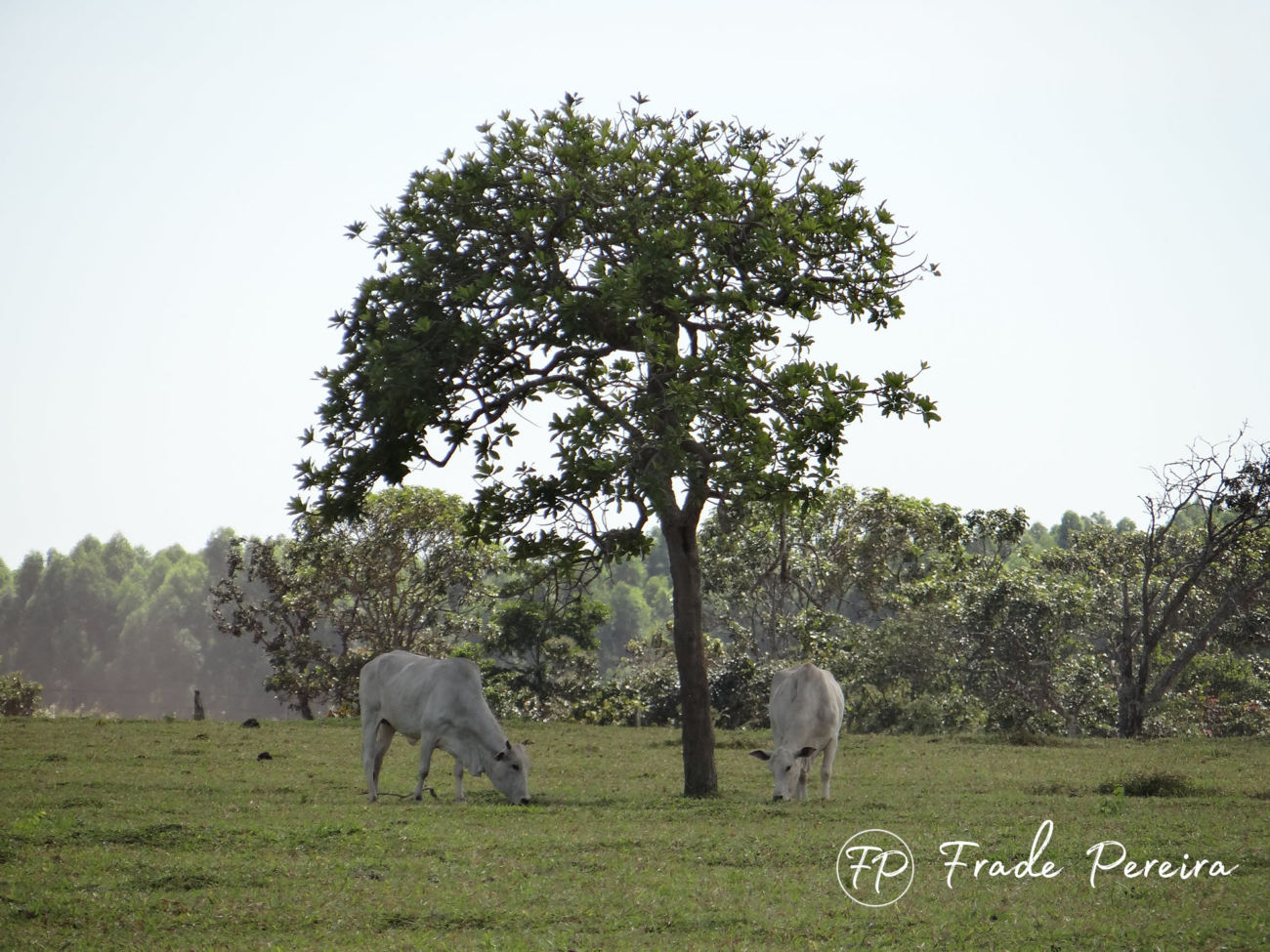 vacas nelore a pasto com arvore