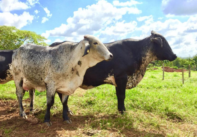 vacas girolando vacas girolando