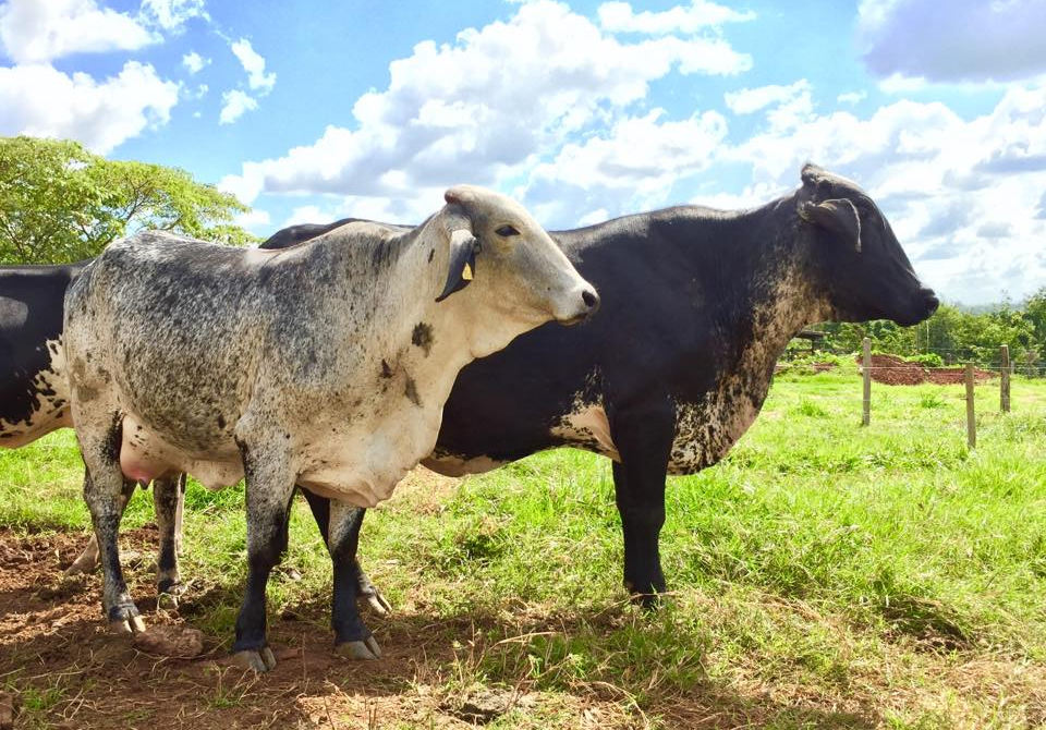 vacas girolando