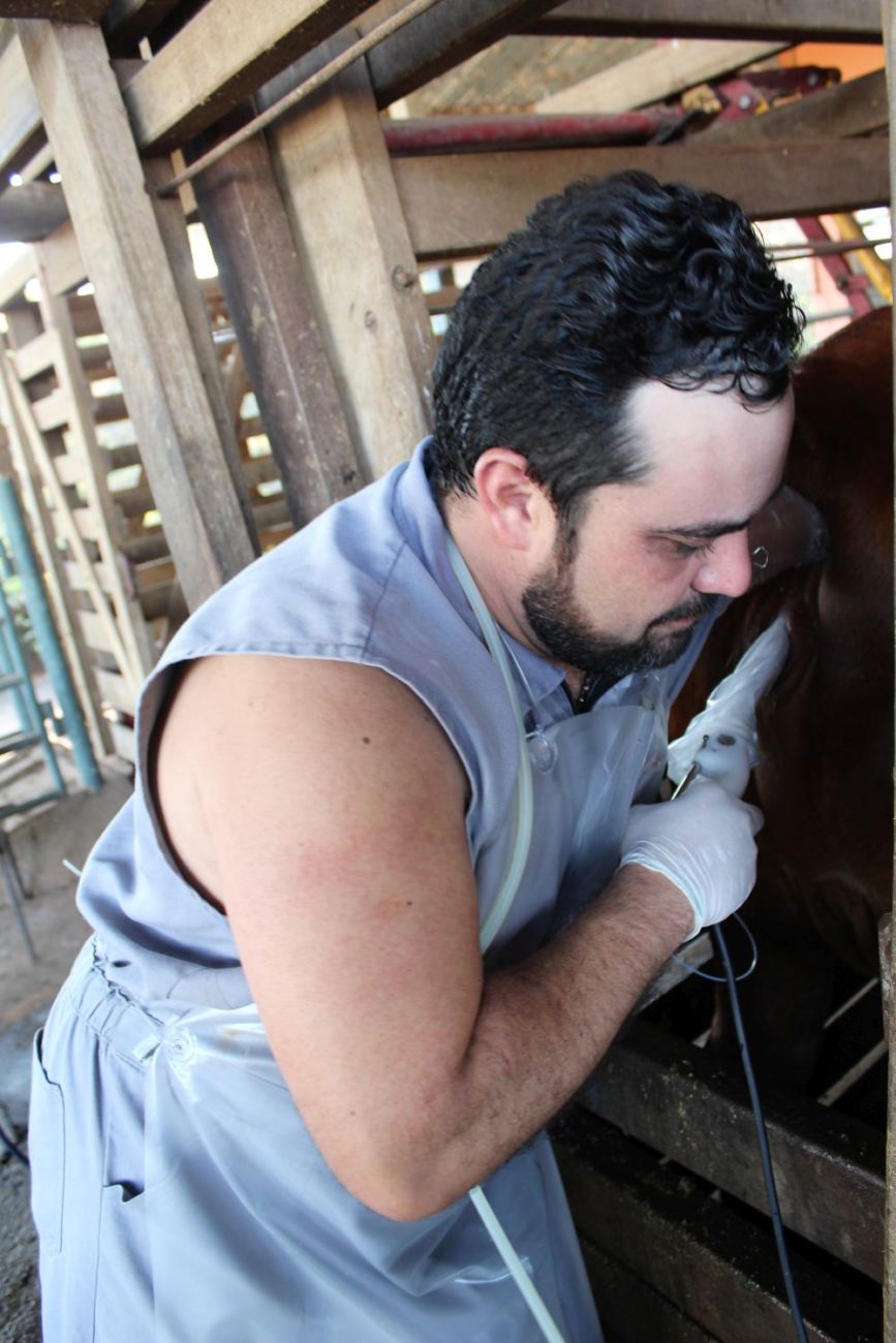 veterinário José Antonio Alves Amaral executando aspiração de oócitos