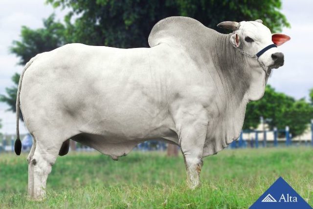 Touro Macuni