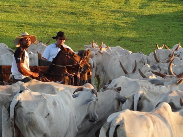 trabalhador rural