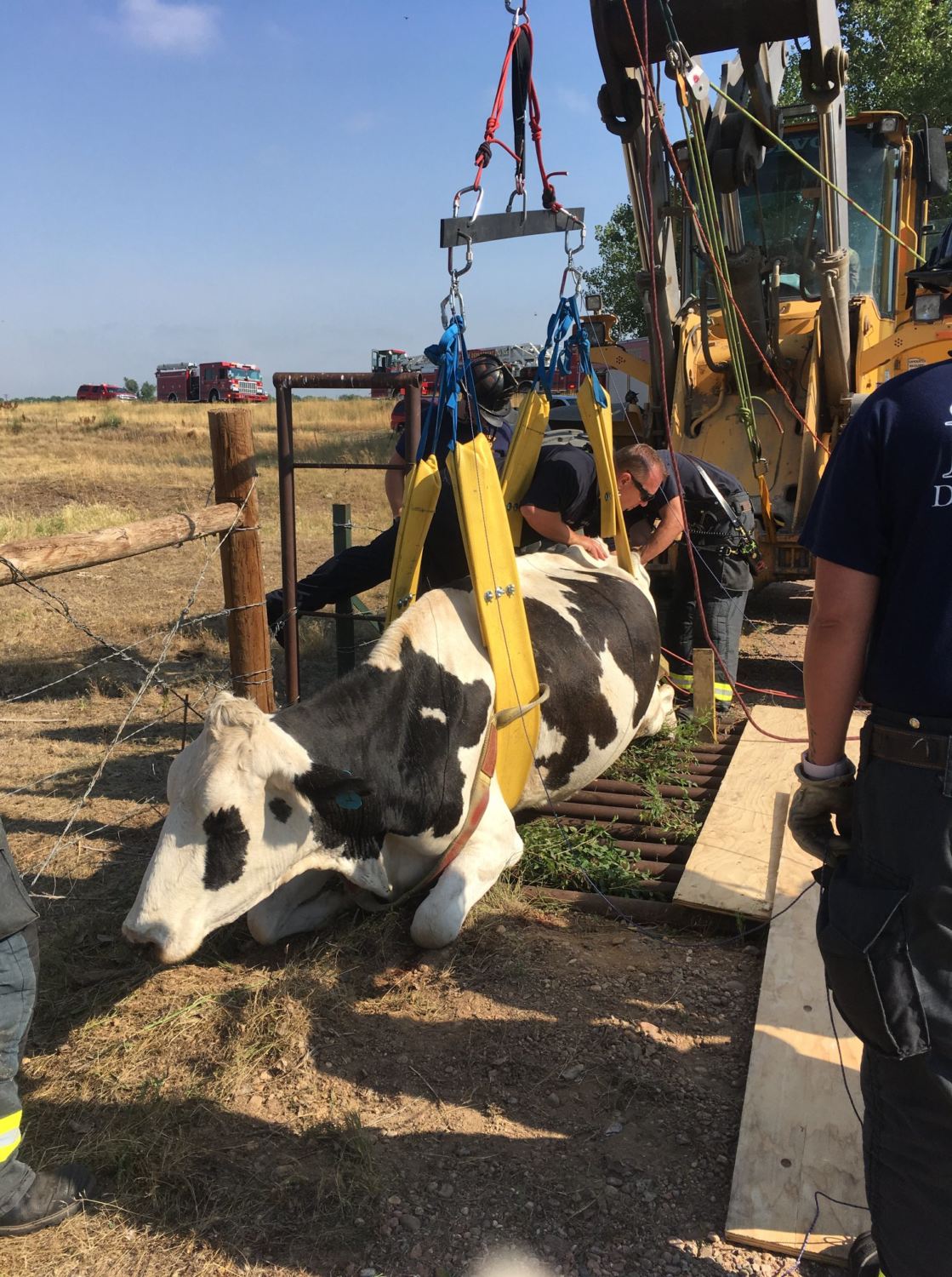 Em Anápolis, bombeiros resgatam cavalo preso em mata-burro