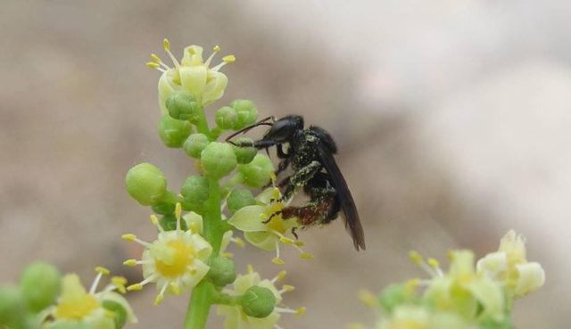 Bioma Caatinga Bioma Caatinga