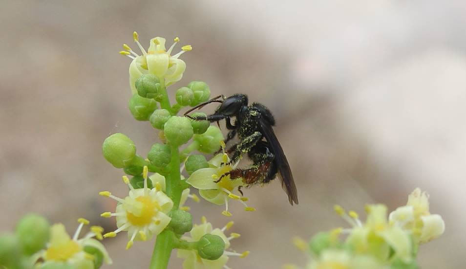 Bioma Caatinga