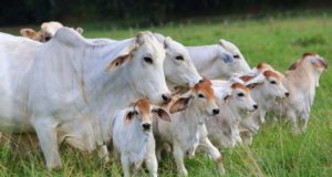gado Brahman