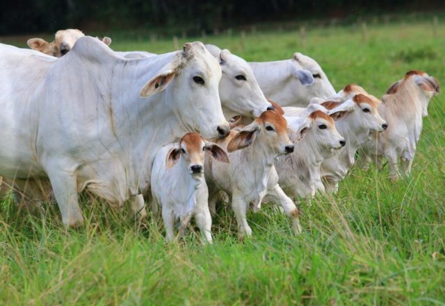 gado Brahman gado Brahman