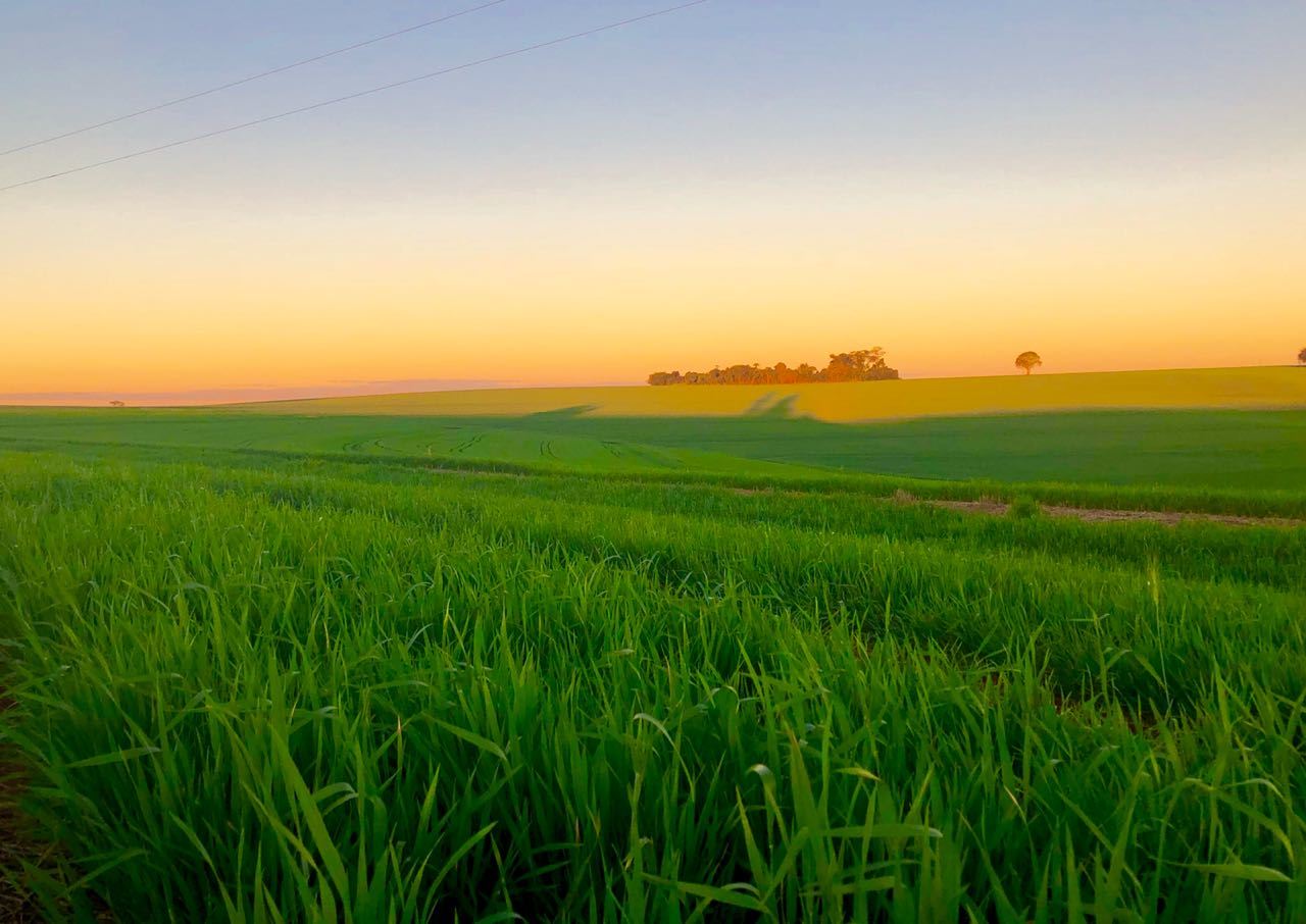 Cultivo De Trigo Na Regiao Oeste Do Parana