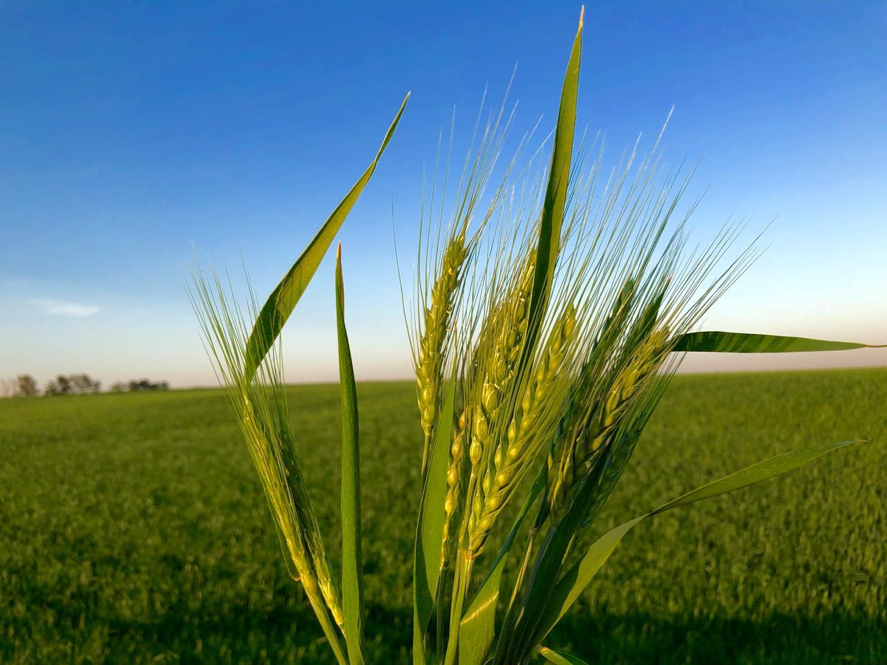 Cultivo De Trigo Na Regiao Oeste Do Parana