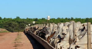 Confinamento boitel VFL Brasil