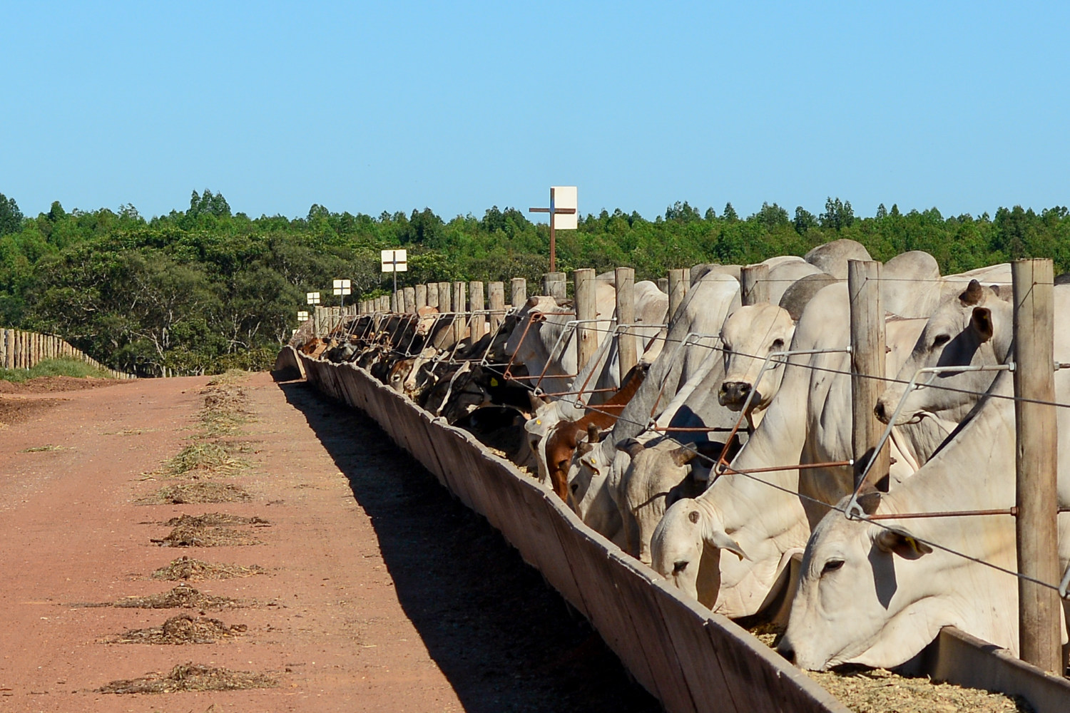 Confinamento boitel VFL Brasil