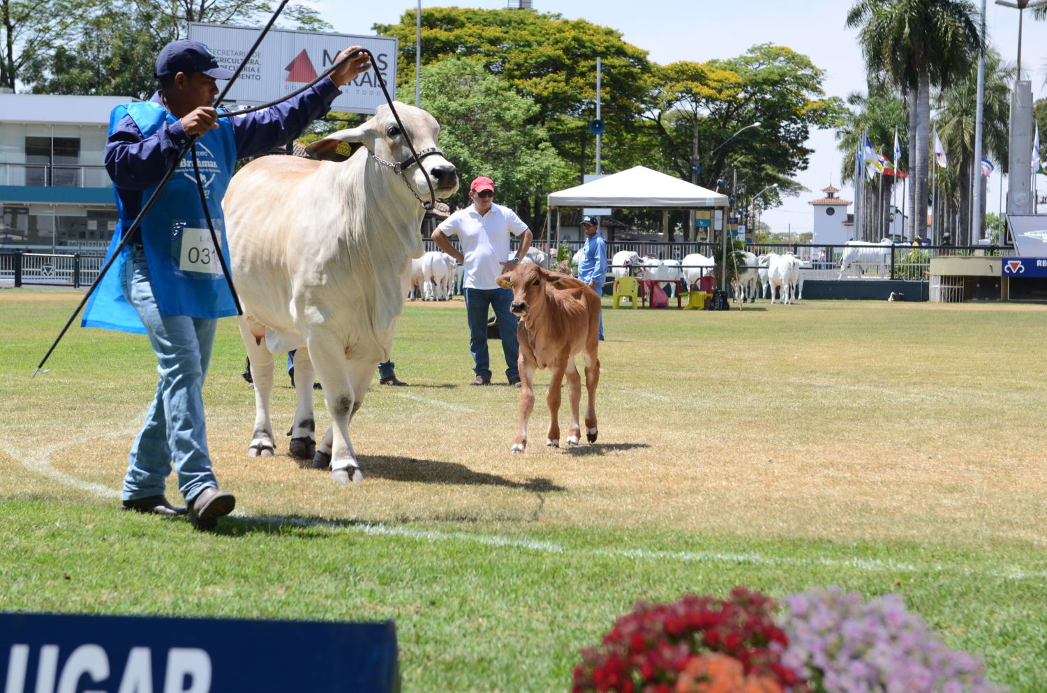 ExpoBrahman 2017 por Carlos Lopes