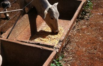 confinamento para 20 cabeças