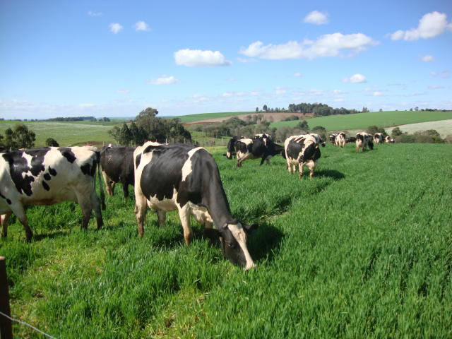Vaca da raça Holandesa pastando