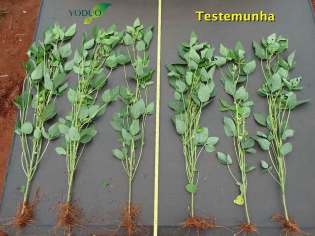 Yoduo bioestimulante Yoduo bioestimulante