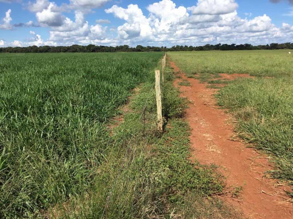 a-esquerda-pastagem-de-Braquiária-ruziziensis-após-colheita-de-milho-antes-do-1o-pastejo-e-à-equerda-pastagem-de-1-ano-após-colheita-de-milho