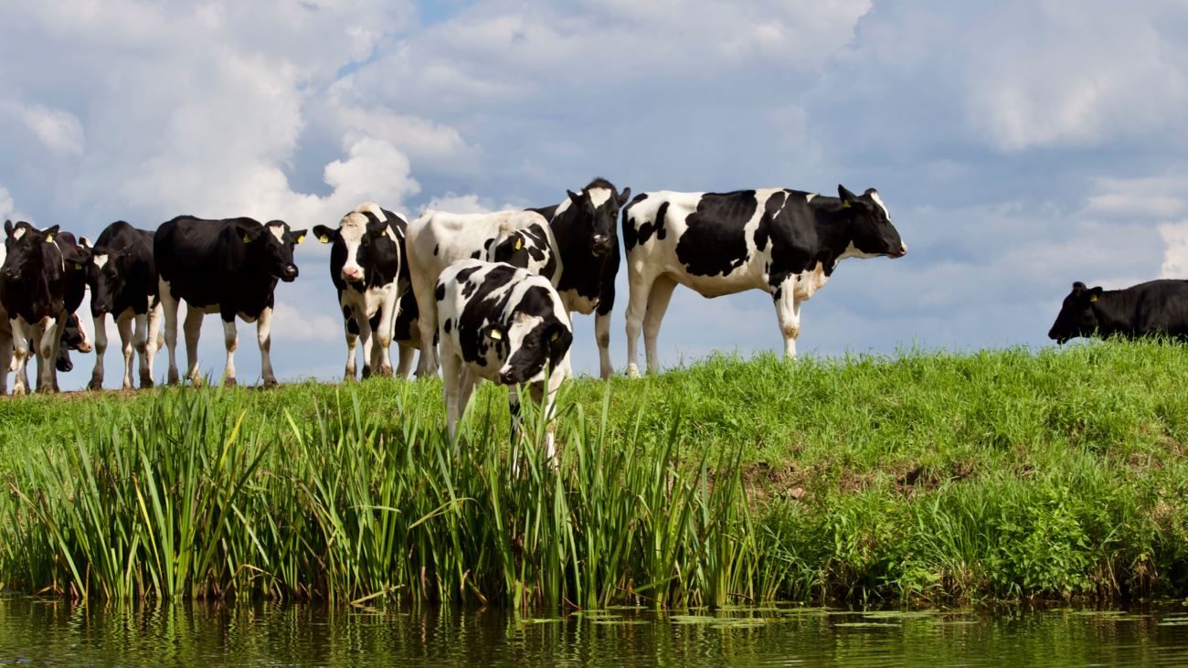 vacas leiteiras a pasto/ Por que vacas leiteiras ficam cerca de dois meses sem produzir leite? Entenda o período de descanso