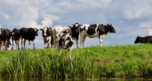 vacas leiteiras a pasto