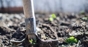 pa fincada no solo com plantas recem crescidas