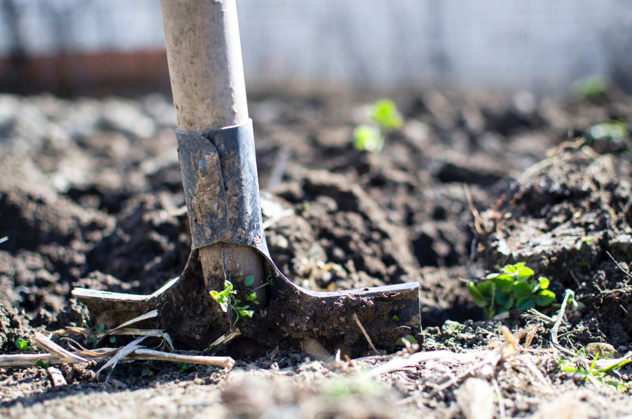 pa fincada no solo com plantas recem crescidas