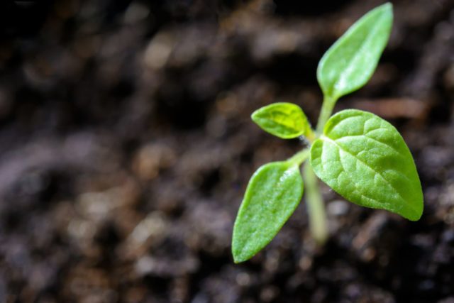 planta nova no solo planta nova no solo