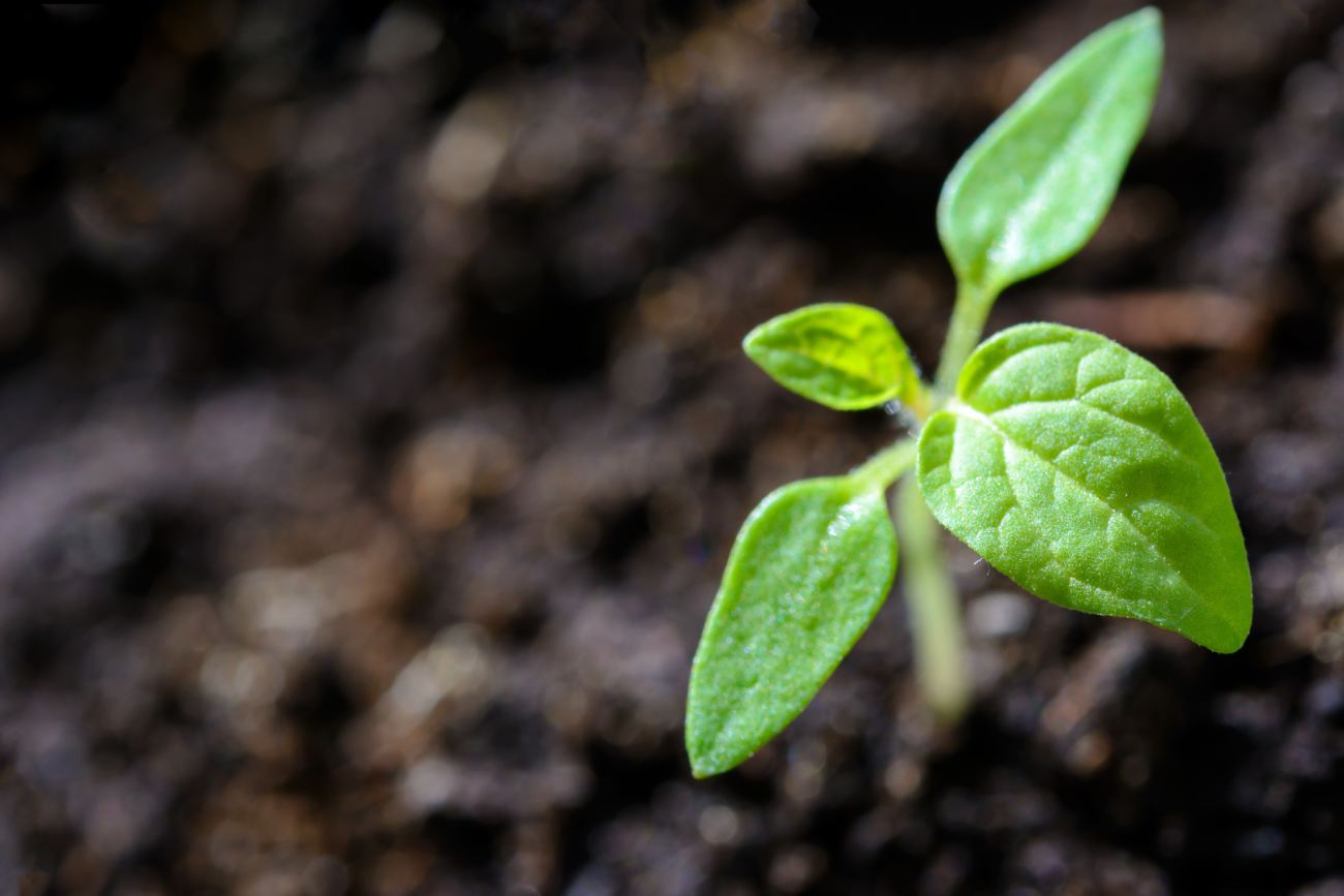 planta nova no solo