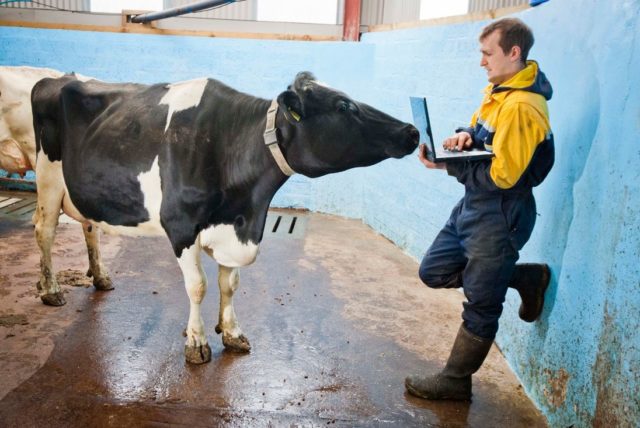 vaca de leite vaca de leite
