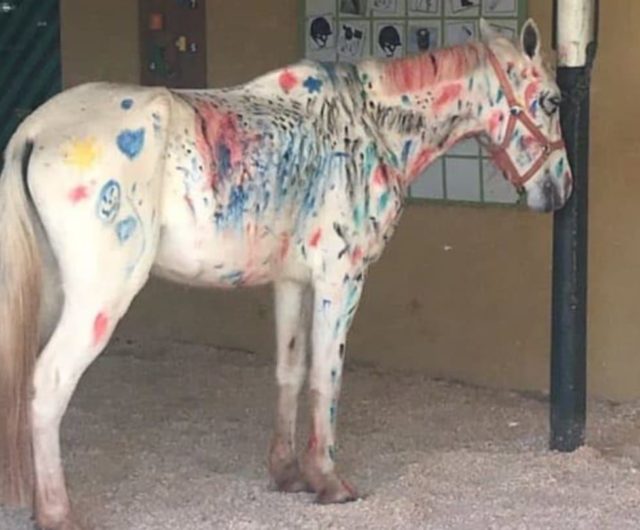 cavalo-pintado