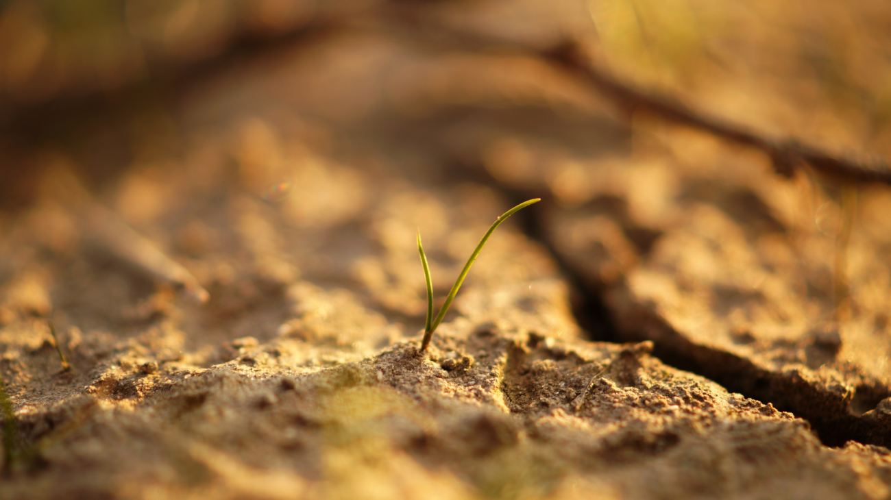 close de uma planta no solo seco