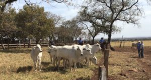 dia-de-campo-j-machado-terenos