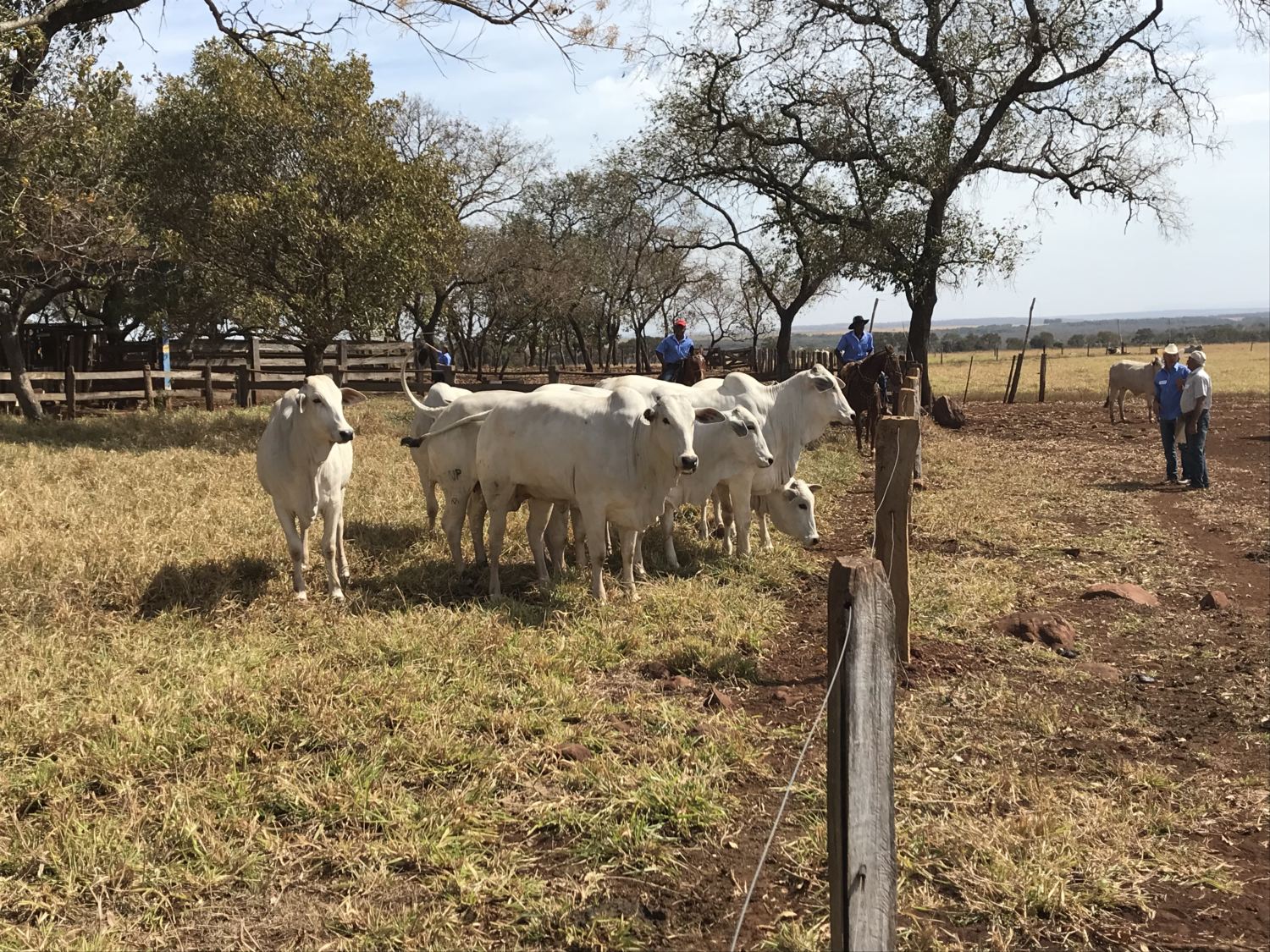 dia-de-campo-j-machado-terenos