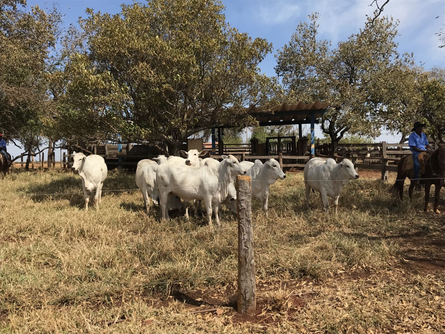 dia-de-campo-j-machado-terenos